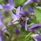 Megachile ssp. 2
Hochgeladen am 08.06.2015 von Nahid