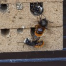 Mauerbienen in Aktion, 23. März 2021.
Hochgeladen am 23.03.2021 von Petra