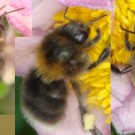 Baumhummel-Arbeiterin sammelt Pollen an den Herbstanemonen durch Vibrationssammeln.
Die Besonderheit ist, dass sie das im August macht.
Datum: 2014-08-02
Hochgeladen am 03.08.2014 von Bulli