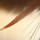 Erdhummel unter dem Mikroskop. 
Zu sehen ist einer der Sporne an der Hintertibia und Haare des Hinterleibs.
Deutlich kann man die Zähne des Sporns sehen und den "Spliss" an den Haaren. 
Beides scheint dazu da zu sein, dass sich Verunreinigungen bei Bewegung aus dem 
Pelz heraus arbeiten.
Hochgeladen am 14.09.2014 von Bulli