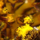 Erdhummeldrohn mit viel Pollen der Sonnenblumen in den Clypeus-Haaren. 
Aufnahme: 03.08.2014.
Hochgeladen am 30.08.2014 von Bulli
