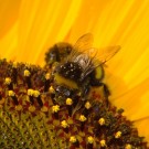 Erdhummel-Drohn an einer Sonnenblume mit viel Pollen. Im Hintergrund ein Baumhummel-Drohn, der sich noch ein wenig Morgenmüdigkeit fröhnt. 
Aufnahmedatum: 06.08.2014
Hochgeladen am 30.08.2014 von Bulli