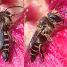 Kegelbiene (Coelioxys sp.) saugt Nektar an Stockrose (Alcea rosea). 
Datum: 07.07.2014.
Hochgeladen am 18.07.2014 von Bulli