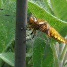 Plattbauch (Libellula depressa). Eine Libelle in karamell und gelb. 
Aufnahmedatum: 2015-05-18
Hochgeladen am 18.05.2015 von Bulli