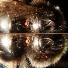 Steinhummel-Drohn (Bombus lapidarius male) in Makrofotografie (Macro Photograph) der Verbindung zwischen Propodeum vom Mesosoma (rechts) und dem Metasoma (links). Ansicht: Dorsal. Aufnahmedatum: 2016-08-06.
Hochgeladen am 06.08.2016 von Bulli