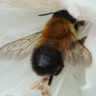 Megachile nigriventris, Schwarzbürstige Blattschneiderbiene, saugt Nektar an weißer Rhododendron-Blüte. 
Aufnahmedatum: 2015-05-16
Hochgeladen am 28.05.2015 von Bulli