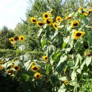 Sonnenblumen, nicht abgestützt. Aufnahmedatum: 2016-09-12.
Hochgeladen am 19.09.2016 von Bulli