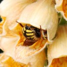 Große Wollbiene/Gartenwollbiene (Anthidium manicatum) 
schläft in Blüte des 
Rostfarbener Fingerhut (Digitalis ferruginea)
Aufnahmedatum: 2015-07-27
Hochgeladen am 28.07.2015 von Bulli