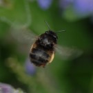 Bombus cf humilis 1a auf "Bienenfreund"
Hochgeladen am 24.05.2014 von Daisagi