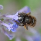 BOmbus cf humilis 1 c auf "Bienenfreund"
Hochgeladen am 24.05.2014 von Daisagi
