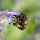 Bombus cf humilis 2a auf "Bienenfreund"
Hochgeladen am 24.05.2014 von Daisagi