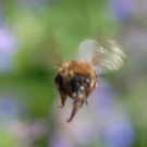 Bombus cf langruesselig 5 a an "Bienenfreund"
Hochgeladen am 24.05.2014 von Daisagi