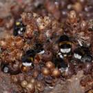 Honigbienen räubern am Hummelnest
Hochgeladen am 24.06.2016 von HarryAbraham