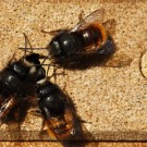 
Wildbienenmännchen warten auf die Weibchen (gehörnte Mauerbienen)
Hochgeladen am 10.04.2014 von HarryAbraham