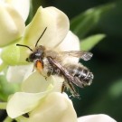 Mörtelbiene (Megachile spec.) - Reinfeld, 23. Juni 2014
Hochgeladen am 23.06.2014 von Hartwig