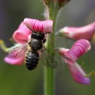 
Blattschneiderbiene an der Esparsette
Hochgeladen am 08.06.2015 von Martin