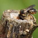 Blattschneiderbiene, vermutlich Megachile versicolor, baut ihr Nest in einem Brombeerstängel.
Hochgeladen am 25.05.2015 von Martin