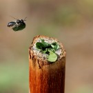 Blattschneiderbiene transportiert ein Blatt zu ihrem Nest im Brombeerstängel.
Hochgeladen am 11.10.2015 von Martin