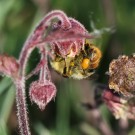 Waldhummel (Bombus sylvarum) sammelt Pollen an der Bach-Nelkenwurz (Geum rivale), April 2014.
Hochgeladen am 25.04.2014 von Martin