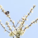Königin der Bergwaldhummel (Bombus wurflenii) an der Schlehe (Prunus spinosa).
Hochgeladen am 30.03.2014 von Martin
