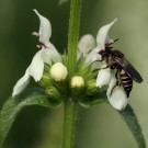 Kegelbiene, vielleicht Coelioxys rufescens, am Berg-Ziest (Stachys recta).
Hochgeladen am 24.06.2015 von Martin