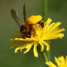 Hosenbiene (Dasypoda hirtipes) sammelt Pollen.
Hochgeladen am 08.07.2015 von Martin
