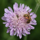 Gelbbindige Furchenbiene (Halictus scabiosae) an der Acker-Witwenblume (Knautia arvensis), 25. Mai 2014.
Hochgeladen am 29.05.2014 von Martin