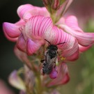 Männliche Kegelbiene (Coelioxys sp.) an der Esparsette (Onobrychis viciifolia)
Hochgeladen am 08.06.2015 von Martin