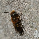 Vermutlich ein Männchen der Stahlblauen Mauerbiene (Osmia caerulescens).
Hochgeladen am 15.04.2015 von Martin