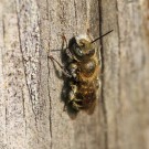 Vermutlich ein Männchen der Stahlblauen Mauerbiene (Osmia caerulescens)
Hochgeladen am 02.05.2014 von Martin