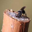 Die Schwarzspornige Mauerbiene (Osmia leucomelana) beginnt hier am späten Nachmittag mit dem Nestbau.
Hochgeladen am 09.06.2014 von Martin