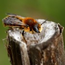 Männchen der Dreizahn-Mauerbiene (Osmia tridentata) auf dem Nest aus dem Vorjahr im Königskerzenstängel.
Hochgeladen am 21.06.2015 von Martin