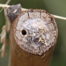 Grabwespe (Pemphredon sp.) baut neben dem bereits verschlossenen Nest der Lehmwespe Gymnomerus laevipes.
Hochgeladen am 05.07.2014 von Martin