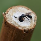 Grabwespe (Pemphredon sp) wehrt sich gegen die Übernahme "ihres" Stängels durch eine Keulhornbiene (Ceratina cyanea).
Hochgeladen am 27.05.2014 von Martin