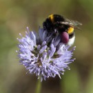 Erdhummel sammelt Pollen einer Jasione.
Hochgeladen am 28.06.2015 von Martin