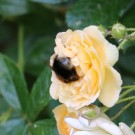 Baumhummeljungkönigin beim Pollensammeln 21.6.15
Hochgeladen am 21.06.2015 von Nahid