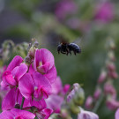 Weibchen der Blauschwarzen Holzbiene verlässt Blüte der Staudenwicke, 5. Juli 2022.
Hochgeladen am 07.07.2022 von Petra