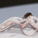 Weibchen der Hahnenfuß-Scherenbiene?, 29. Juni 2020
Hochgeladen am 30.06.2020 von Petra