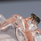 Weibchen der Hahnenfuß-Scherenbiene II, 29. Juni 2020
Hochgeladen am 30.06.2020 von Petra