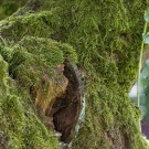 Gemeine Wespe(Vespula vulgaris) in Zwetschgenbaum, 22. Juni 2016
Hochgeladen am 08.10.2016 von Petra