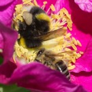 Erdhummel und Honigbiene in Heckenrosenblüte, 24. Mai 2014
Hochgeladen am 25.05.2014 von Petra