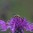 Männchen der Gelbbindigen Furchenbiene auf Skabiosen-Flockenblume, 13.09.2021
Hochgeladen am 13.09.2021 von Petra