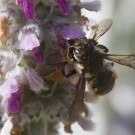 Bei der Paarung: Garten-Wollbienen (Anthidium manicatum), 7. Juli 2016
Hochgeladen am 10.07.2016 von Petra