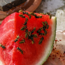 Gemeine Wespen an Wassermelone, 26. Juli 2022.
Hochgeladen am 30.07.2022 von Petra