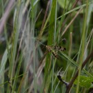 Skorpionsfliege inspiziert Netz einer Wespenspinne, 2. August 2017.
Hochgeladen am 06.09.2020 von Petra