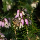 Honigbiene sammelt Pollen in Winterheide, 19. Dezember 2015
Hochgeladen am 19.12.2015 von Petra