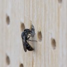 Hahnenfuß-Scherenbiene beim Bauen III, 10.Juni 2014
Hochgeladen am 10.06.2014 von Petra