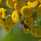 Seidenbiene? (Colletes) auf Blüte vom Rainfarn (Tanacetum vulgare), 17. Juli 2016
Hochgeladen am 17.07.2016 von Petra