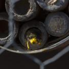 Pollengesicht - Weibchen der Gehörten Mauerbiene verlässt Niströhre, 27. März 2022.
Hochgeladen am 27.03.2022 von Petra