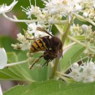 Hornisse (Vespa crabro) erbeutet Honigbiene (Apis mellifera) in Tellerhortensie (Hydrangea serrata) I, 25. Juli 2016
Hochgeladen am 25.07.2016 von Petra